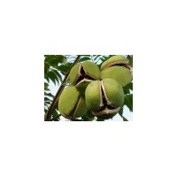 供應(yīng)文冠果種子苗木