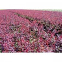 開原紫葉小檗遼寧紫葉小檗紫葉小檗基地40-80公分紫葉小檗