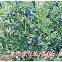 藍(lán)靛果苗 藍(lán)靛果忍冬苗 山茄子苗 蓓蕾苗 耐寒果樹(shù)苗