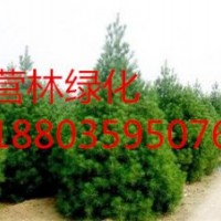 10-15公分白皮松價格_10-30公分白皮松價格_供應山西