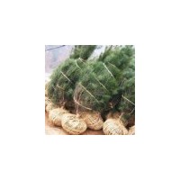 山西綠化白皮松 側(cè)柏 油松