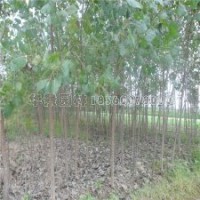 華東地區(qū)金牌的楊樹苗供應(yīng)商有哪些？