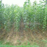 品種***的楊樹苗多少錢一棵