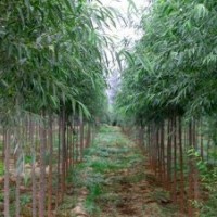 胸徑5公分的柳樹買多少錢一棵