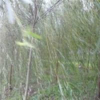 華東柳樹最新的供應(yīng)規(guī)格