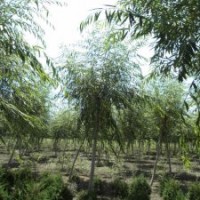 江蘇柳樹基地，苗源充足，價(jià)格合理，真誠合作