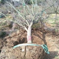 江蘇產地2公分紅楓的價格，苗源充足