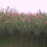 產地直銷4公分的紫薇花，批發(fā)便宜