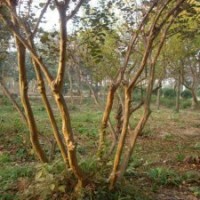 2-10公分紫薇的單價表