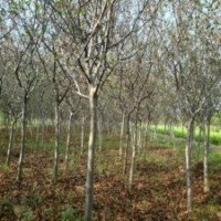 9公分垂絲海棠，裝車價(jià)555元，江蘇貨源