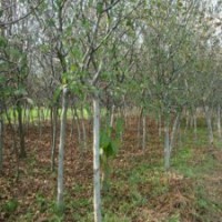 觀賞效果好的垂絲海棠，江蘇基地直供