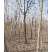 常年出售，白蠟，柳樹，