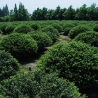 龜甲冬青是屬于常青的品種嗎，多少錢一棵