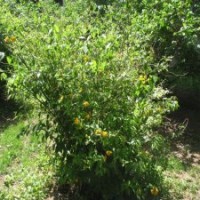 冠幅120公分棣棠球的批發(fā)價格_本地現貨