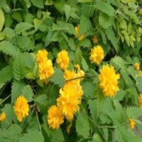 棣棠基地直銷30-60公分小苗，批發(fā)很便宜