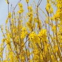 江蘇基地連翹種苗的價格是多少