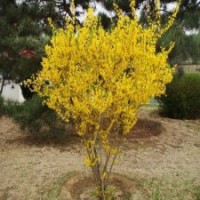 連翹基地_大量貨源_包栽包活_提供技術