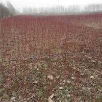 70公分高紅瑞木的批發(fā)價格_大量貨源