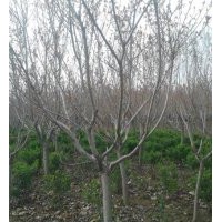 供應(yīng)櫻花，精品櫻花，各種規(guī)格櫻花