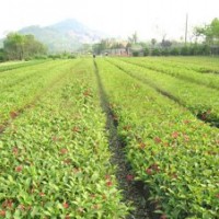 求購低價、精品紅王子錦帶的產(chǎn)地有哪些？