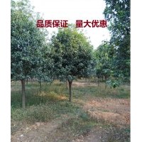 福建精品地徑5公分桂花 樹苗木 價(jià)格優(yōu)惠
