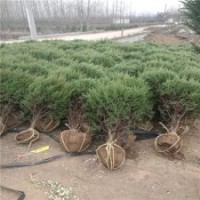 華東刺柏基地_品種優(yōu)_價(jià)格優(yōu)