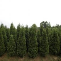 產(chǎn)地直銷250公分圓柏_批發(fā)價36元