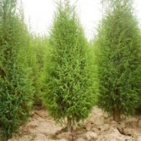 50公分高圓柏的批發(fā)價(jià)格