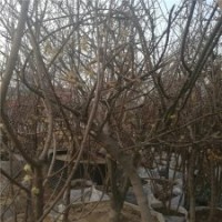 產(chǎn)地5公分臘梅樹的價(jià)格