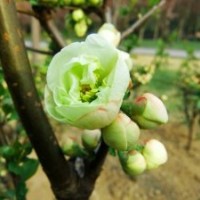 綠梅基地綠梅樹的價格及基地照片