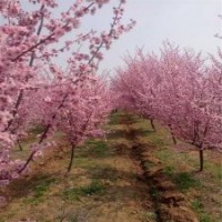 江蘇美人梅的市場行情及報價是多少