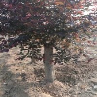 4公分美人梅的批發(fā)價(jià)格，江蘇貨源