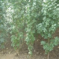 1.8米高北海道黃楊，裝車價格6元，現(xiàn)場起苗