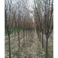 常年供應(yīng)各種規(guī)格紫葉李，西府海棠，北美海棠