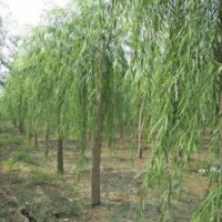 8公分垂柳價格（苗木價格）
