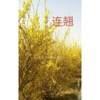 連翹 紅瑞木 紫丁香 紅王子錦帶 水蠟