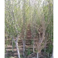 供應(yīng)綠化苗木、果樹苗木