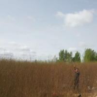 20萬1-4年生沙柳（毛柳、筐柳、河柳）出售