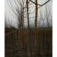 綠葉復(fù)葉槭