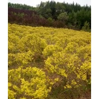 金葉榆地球，80到1.5米冠幅，三千棵