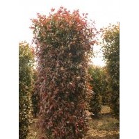 3—4米紅葉石楠柱出售