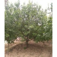 八棱海棠苗木基年供應(yīng)5——20八棱海棠樹，30——50公分海棠