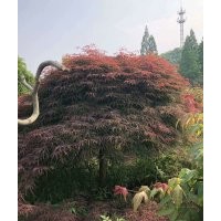 出售雞爪槭紅楓海棠桂花紅梅梅花櫻花無患子