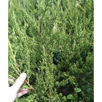 龍柏，地栽龍柏，上盆龍柏