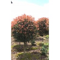 紅葉石楠高桿球