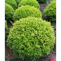 供應各種金品球類：金冠女貞,變色女貞,紅葉石楠