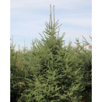 甘肅云杉/甘肅2米3米4米云杉在哪里出售