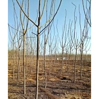 河北省保定市5公分火炬樹(shù)價(jià)格