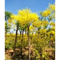 河北省保定市9公分金葉槐價(jià)格