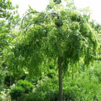 龍爪槐常年批發(fā)供應龍爪槐價格優(yōu)惠，規(guī)格有5-12公分